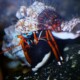 picture of Calcinus laevimanus