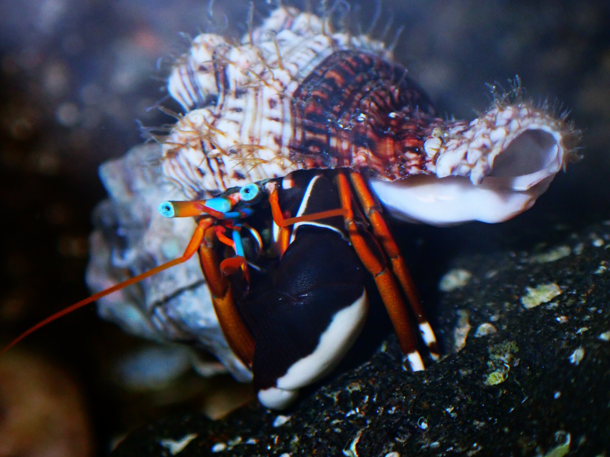 Calcinus laevimanus