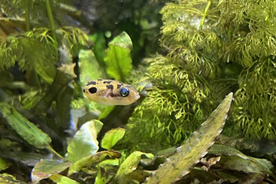 Carinotetraodon travancoricus Tetraodontidae