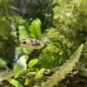 picture of Carinotetraodon travancoricus