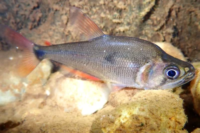 Charax tectifer Characidae