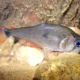 picture of Charax tectifer