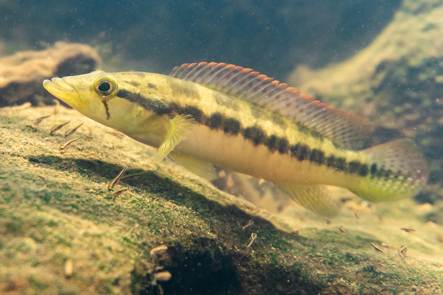 Crenicichla mandelburgueri