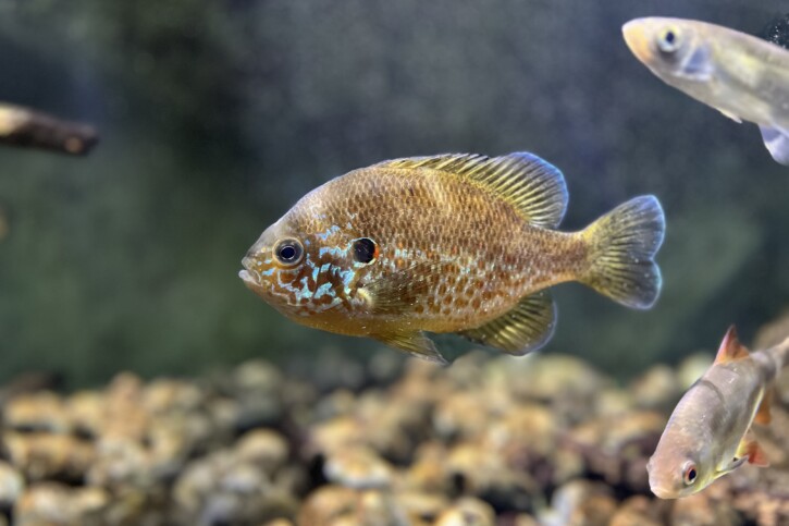 Lepomis gibbosus