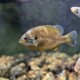 picture of Lepomis gibbosus