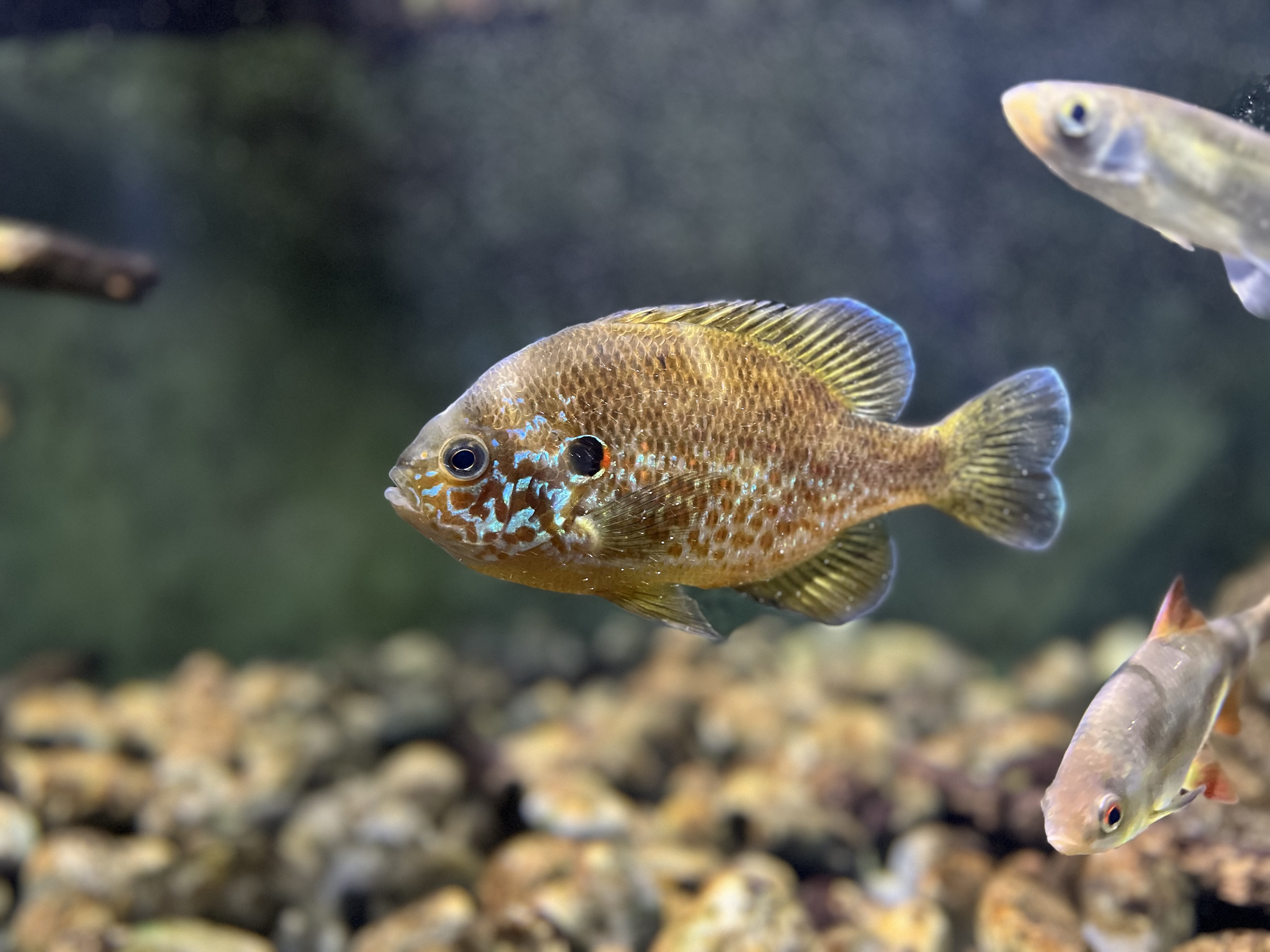 Lepomis gibbosus