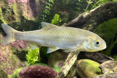 Leuciscus leuciscus Cyprinidae