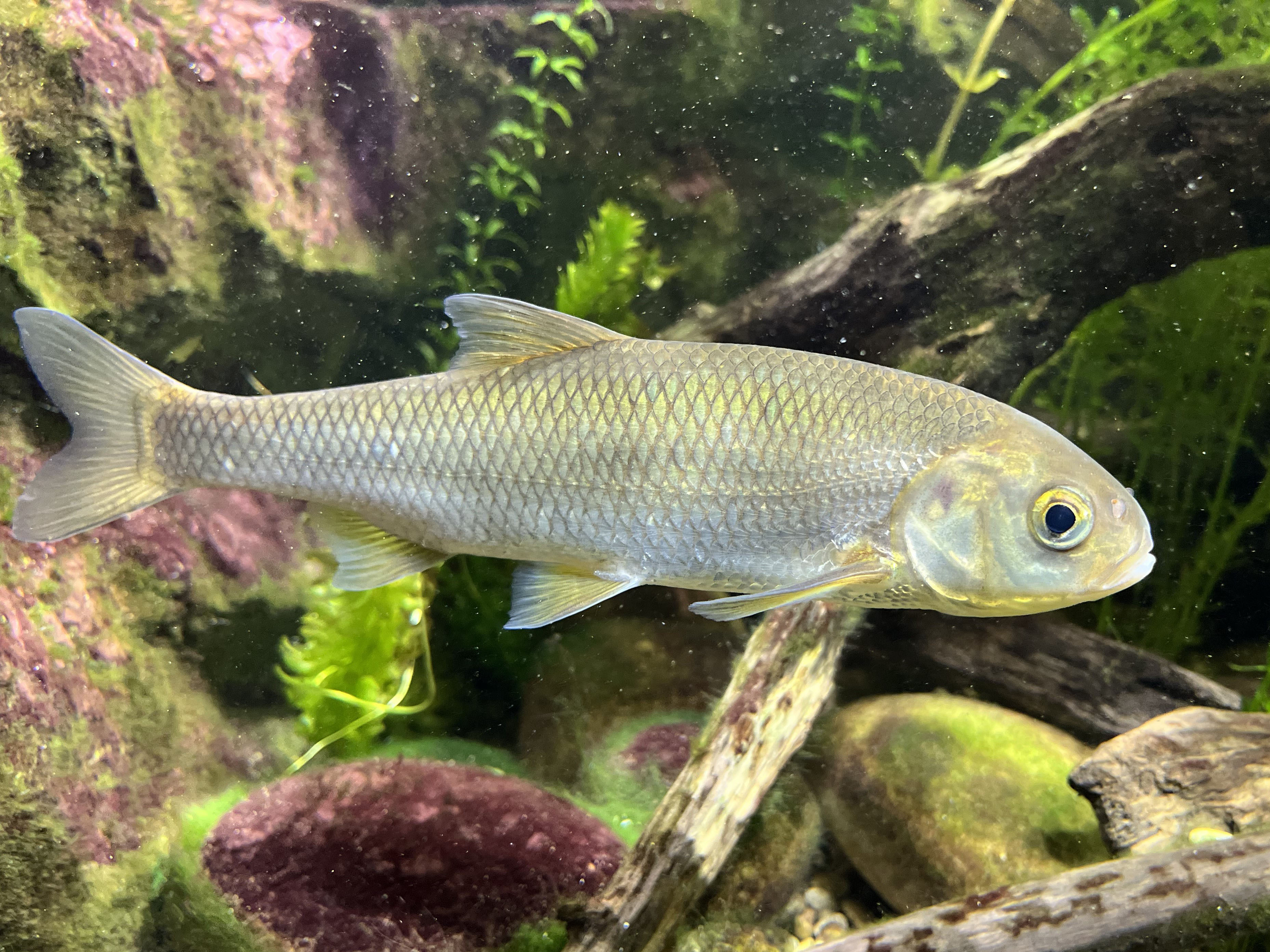 Leuciscus leuciscus