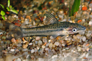 Otocinclus affinis