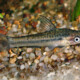 picture of Otocinclus affinis