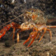 picture of Procambarus clarkii
