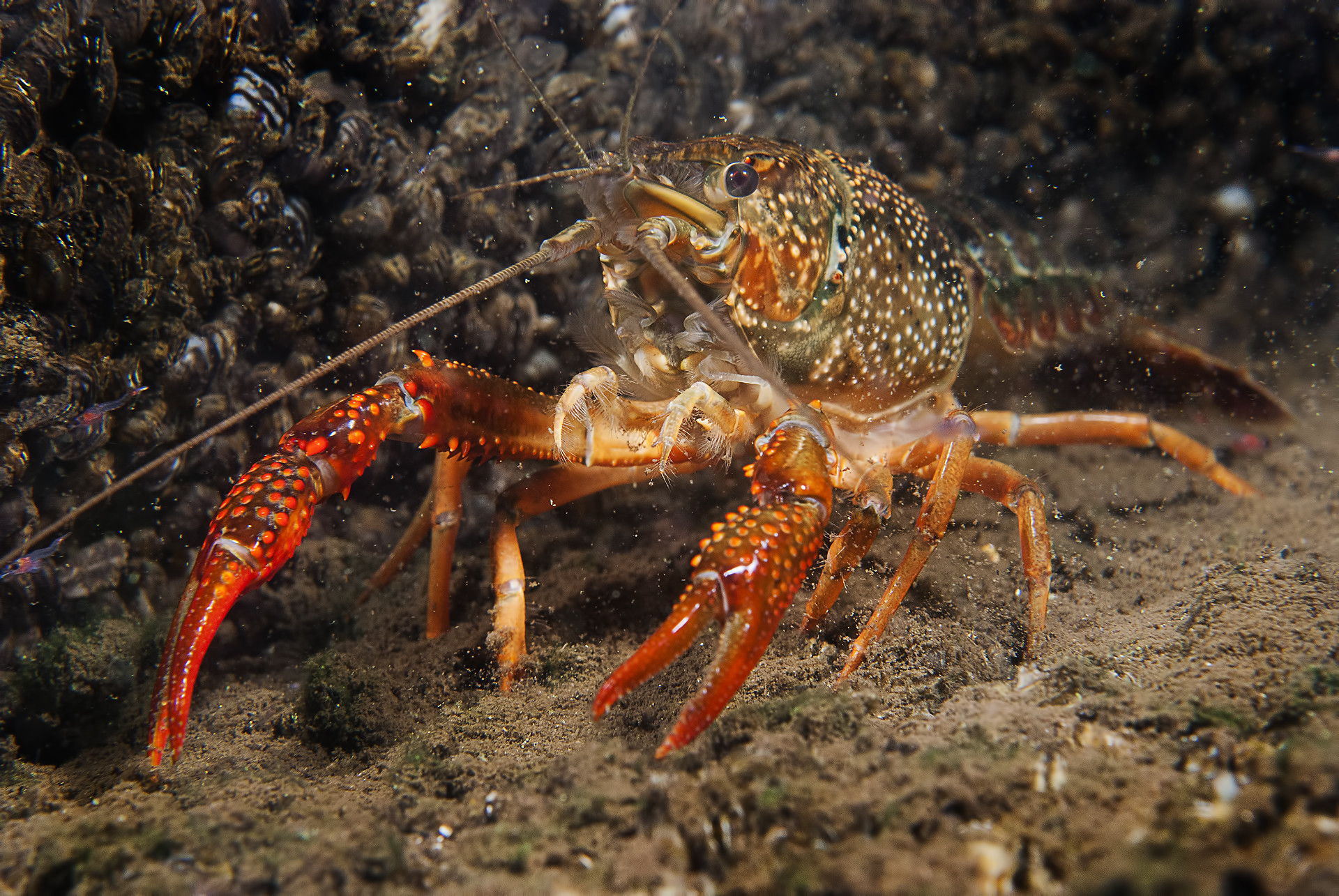 Procambarus clarkii
