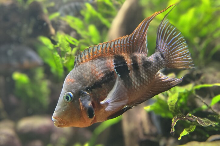 Thorichthys meeki - ciclide bocca di fuoco