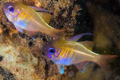 Zoramia leptacantha Apogonidae
