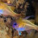 picture of Zoramia leptacantha