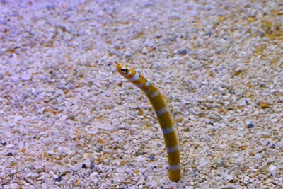 Gorgasia preclara Congridae