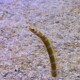 picture of Gorgasia preclara