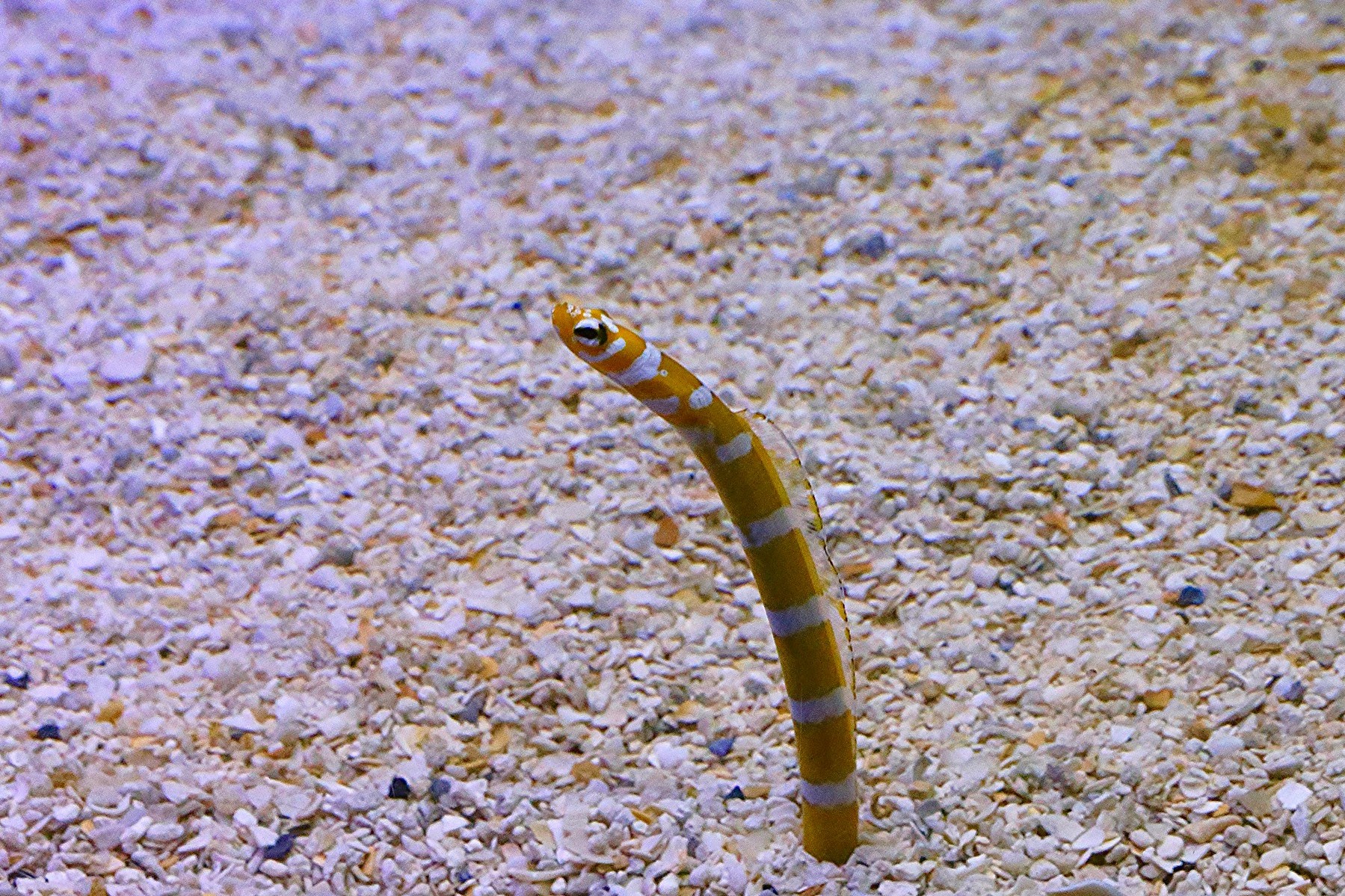 Gorgasia preclara