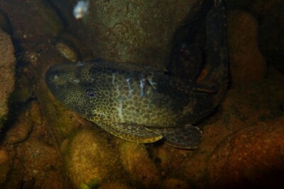 Hypostomus hemicochliodon Loricariidae