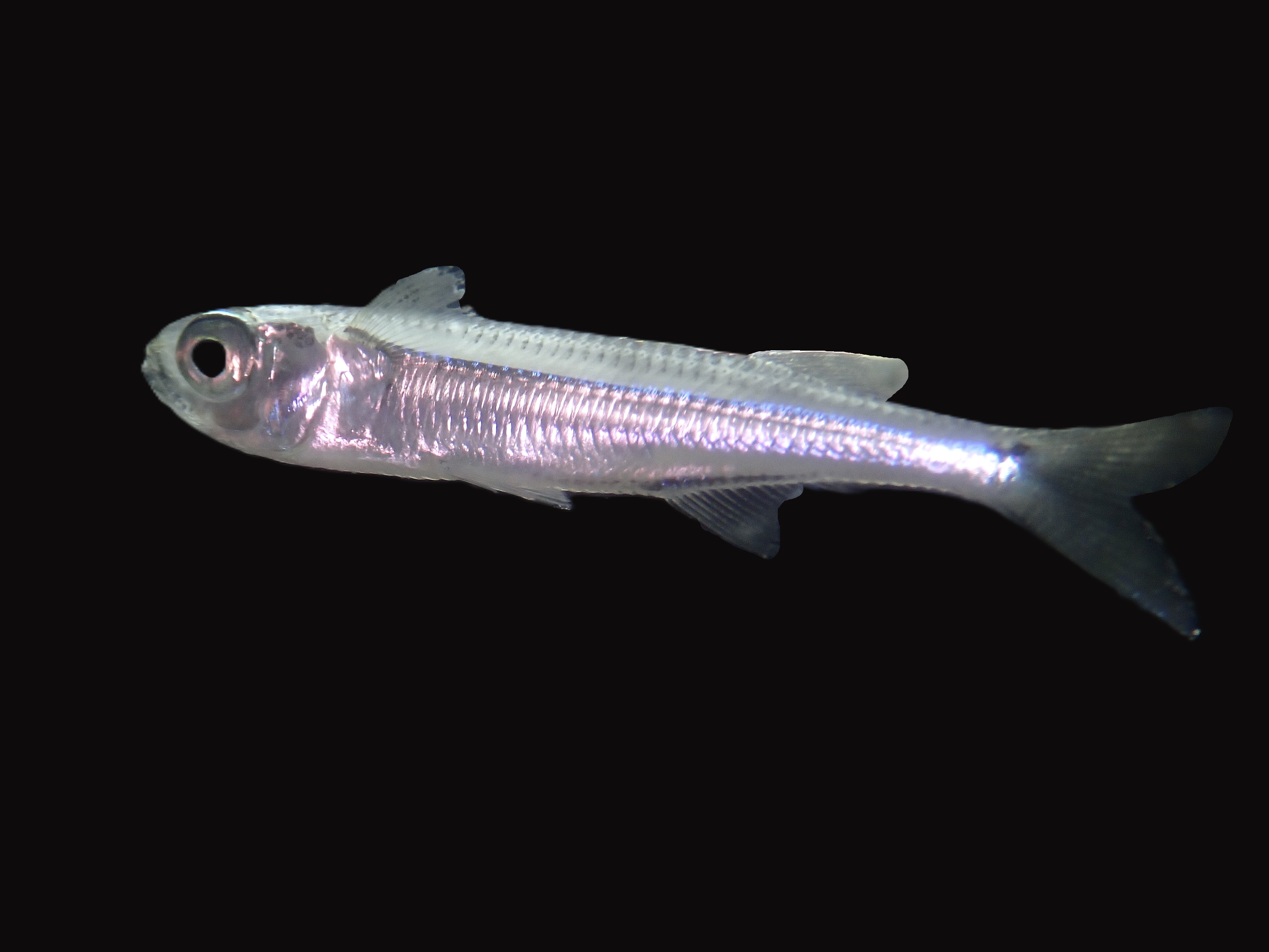 Atherinomorus lacunosus