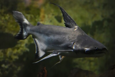 Pangasianodon hypophthalmus pangasiidae