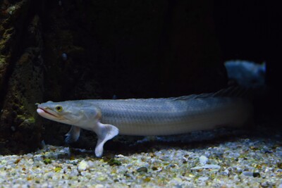 Polypterus bichir Polypteridae