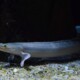 picture of Polypterus bichir