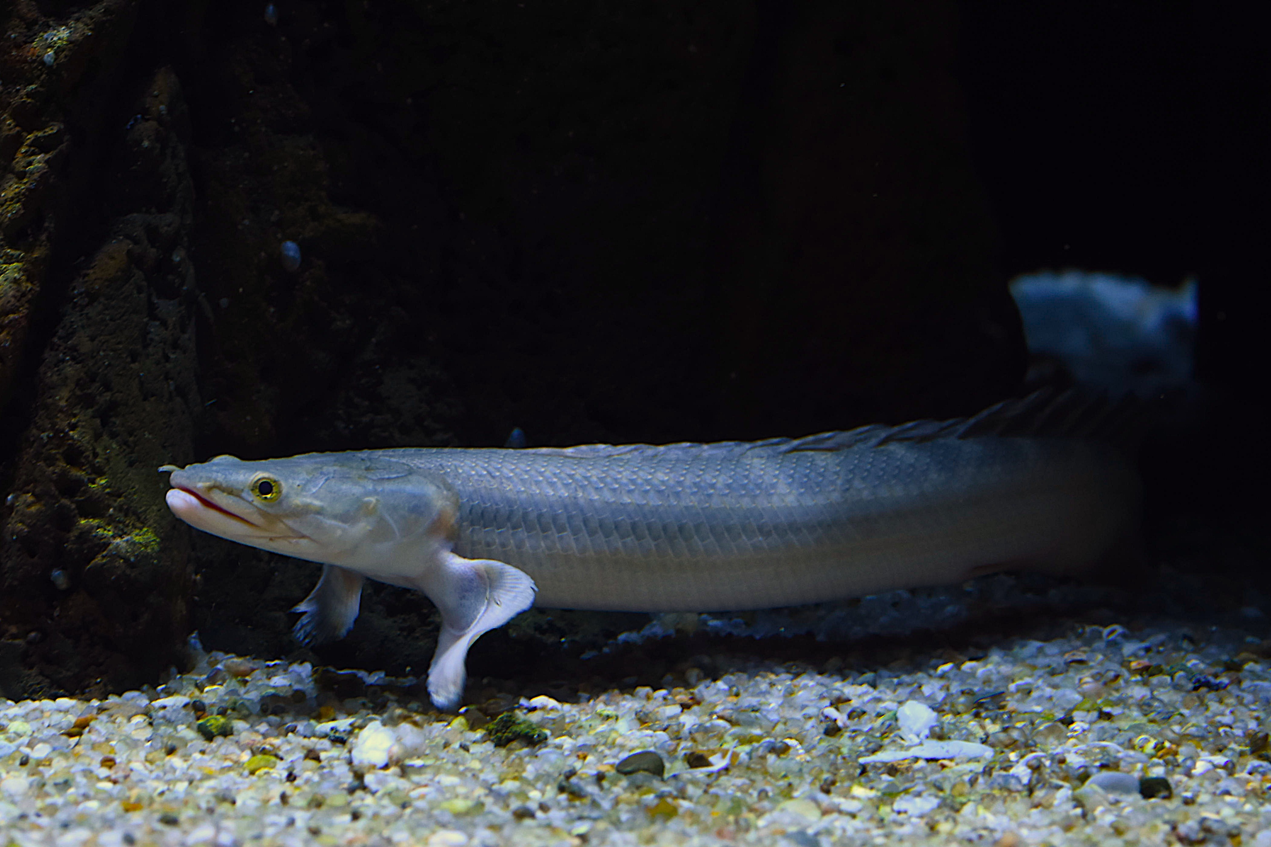 Polypterus bichir