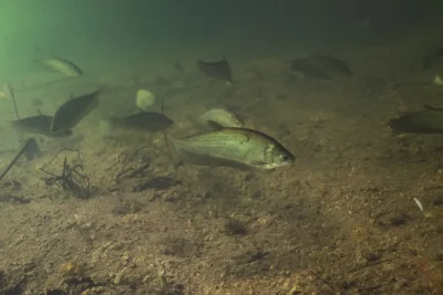 Notopterus notopterus Notopteridae