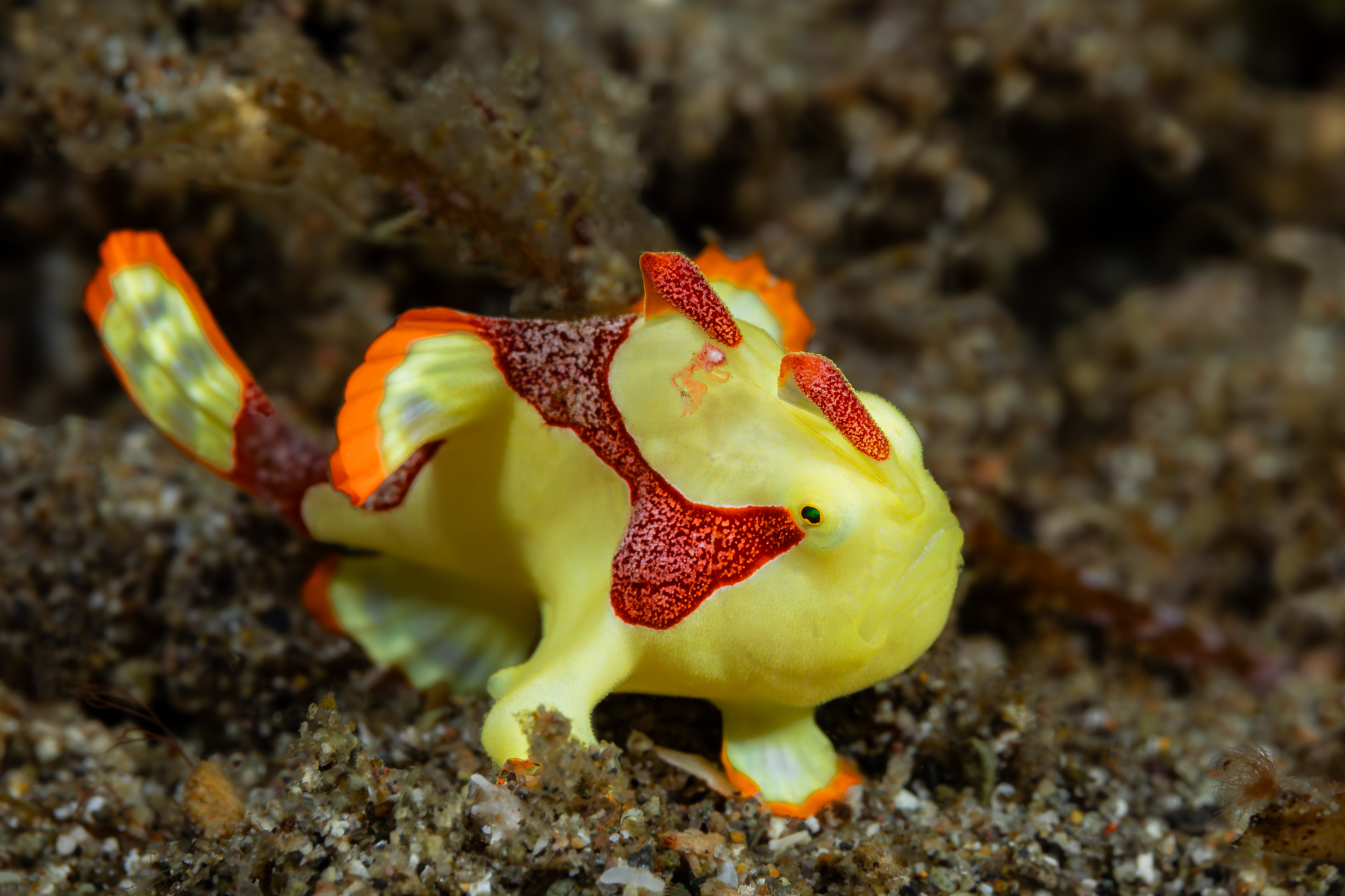 Antennarius maculatus