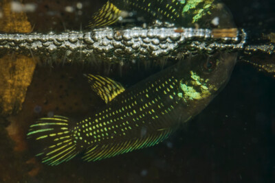 Betta mahachaiensis Osphronemidae