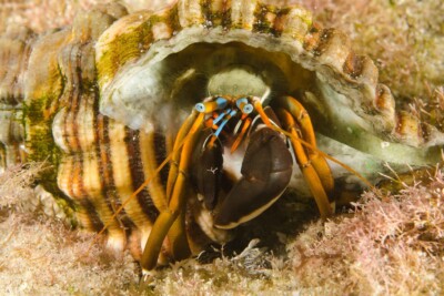 Calcinus laevimanus Diogenidae