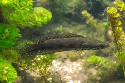 poisson-serpent javanais Channidae