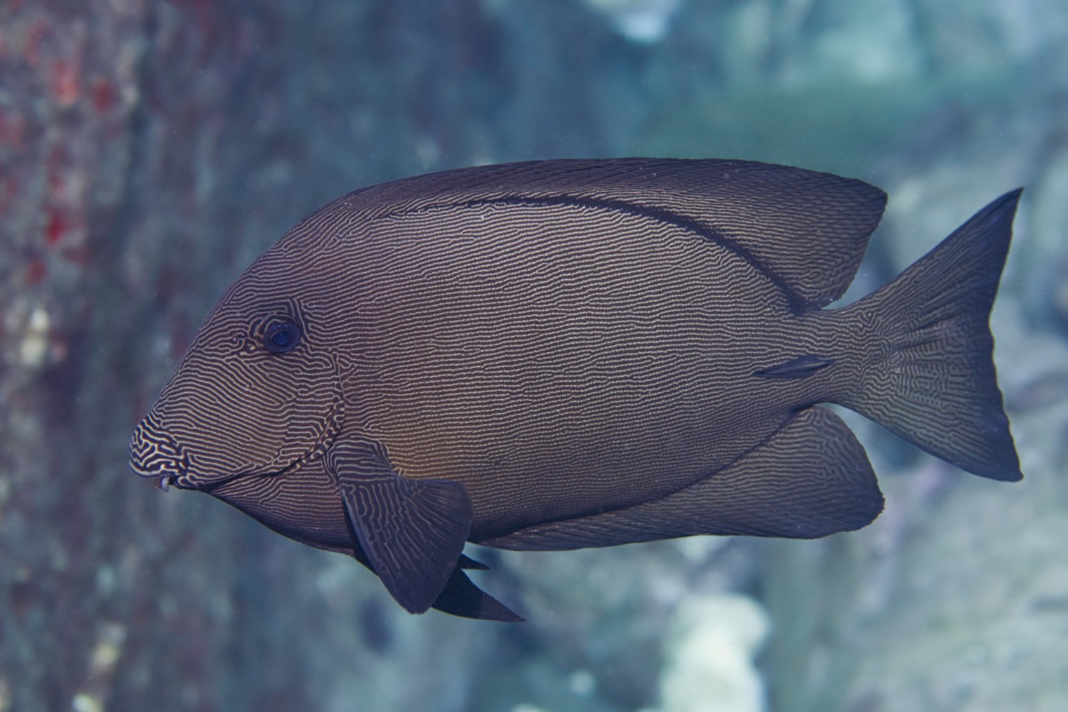 Ctenochaetus hawaiiensis