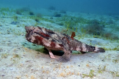 poisson chauve‐souris tacheté Ogcocephalidae