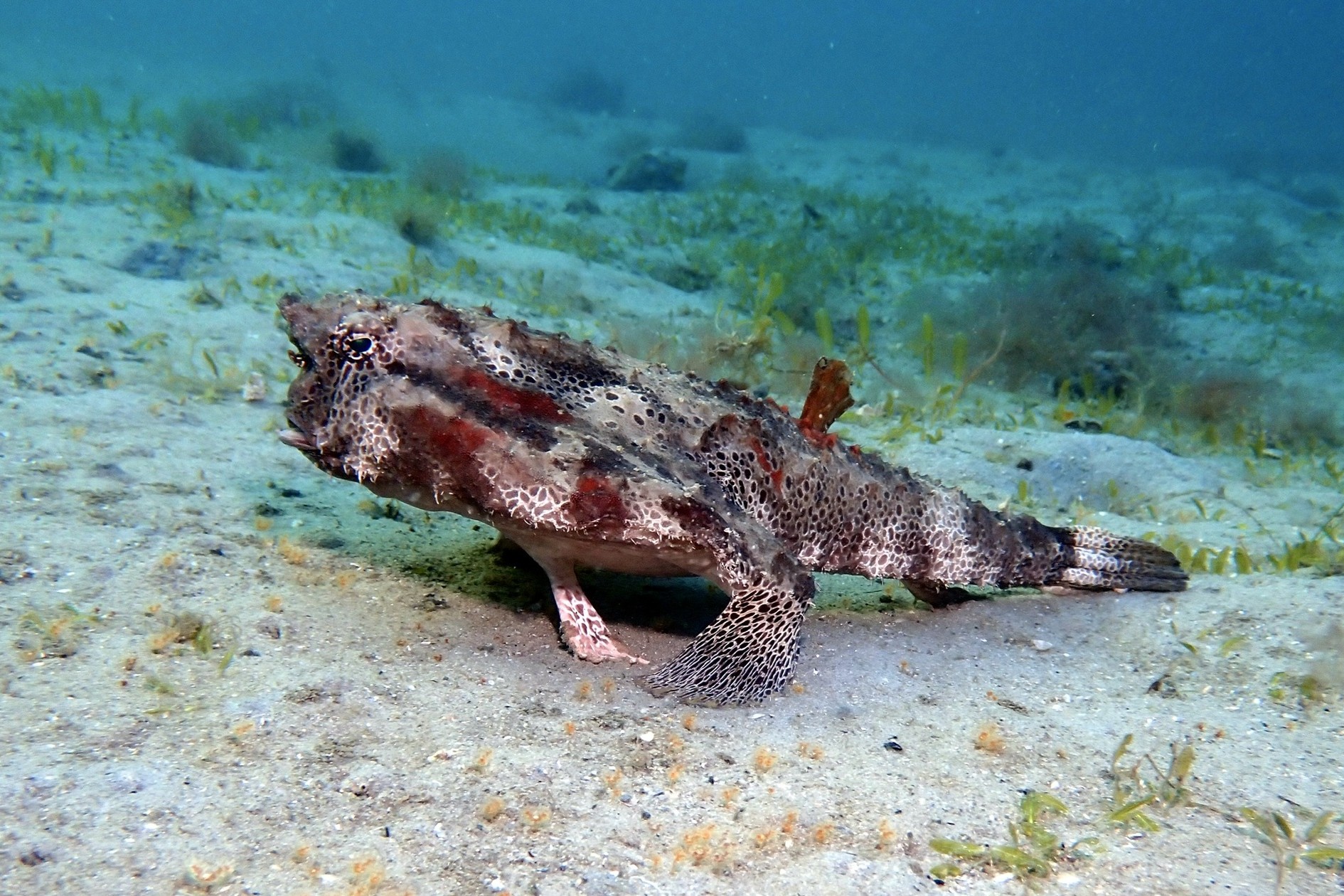 Ogcocephalus cubifrons