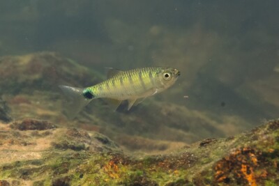 Opsarius bernatziki Cyprinidae