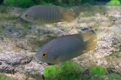 Pristolepis grootii Pristolepididae