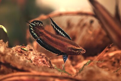 gourami réglisse Osphronemidae