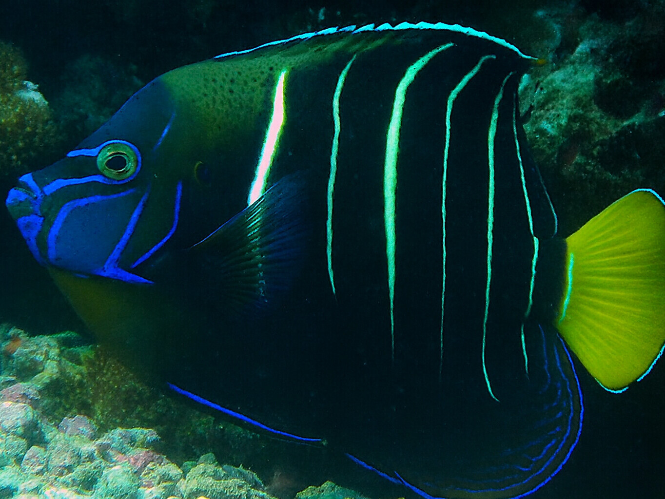 Pomacanthus chrysurus