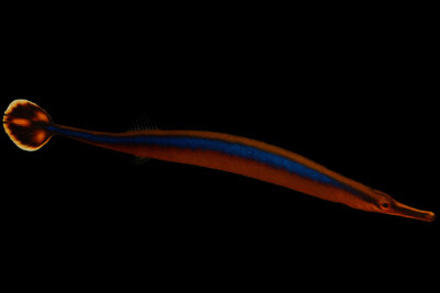 Doryrhamphus excisus Syngnathidae