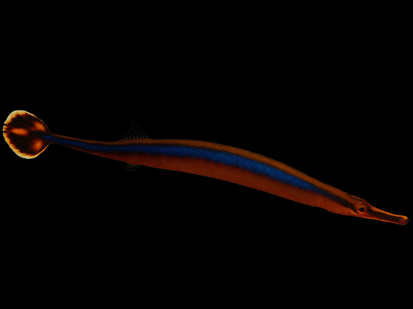 Doryrhamphus excisus