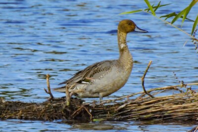 Anas acuta Anatidae