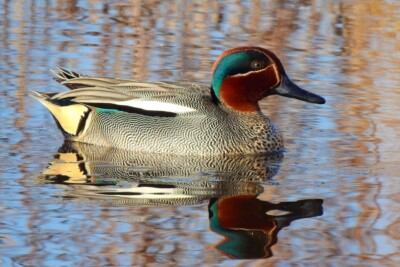 Anas crecca Anatidae