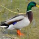 picture of Anas platyrhynchos