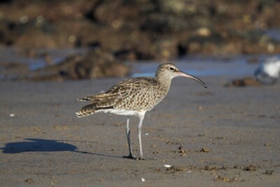 Numenius phaeopus Scolopacidae