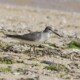 picture of Tringa brevipes