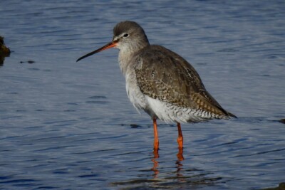 Tringa erythropus Scolopacidae