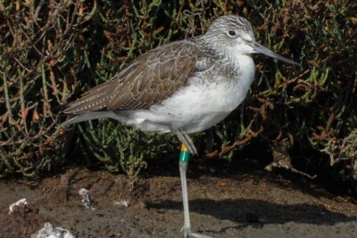 Tringa nebularia Scolopacidae