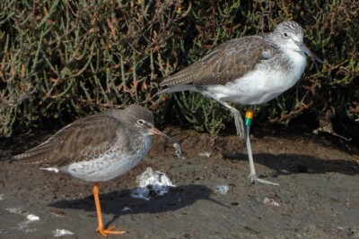 Tringa totanus Scolopacidae